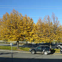 Photo of Miss Renee K. Taylor-BA-French's room