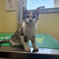 Margie DeMille's room