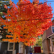 Priscilla Ferrazzi's room
