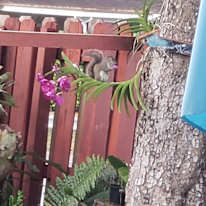 Marbella Park Miami Gardens Miami Dade County FL C Roomies com