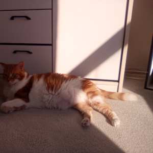 Photo of dee figueira