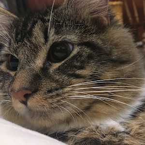 Photo of Zanni