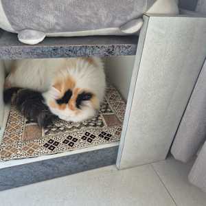 Photo of Aishi