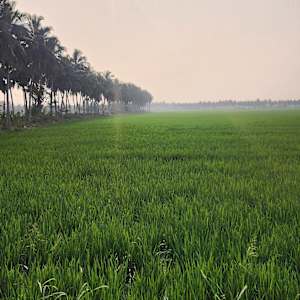 Photo of Shaheela