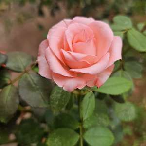Photo of Haripriya