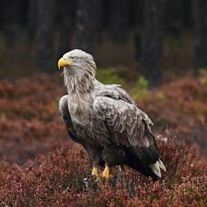 Photo of Barend