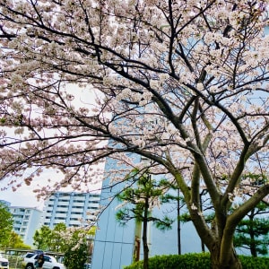 Photo of はるか