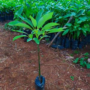 Photo of Wadzanai Daisy Madyira