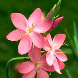 Photo of Buhle
