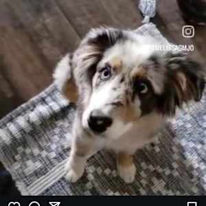 Melissa Jose ottaplackal