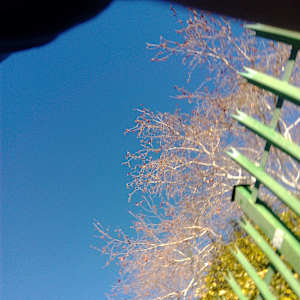 Photo of Connie