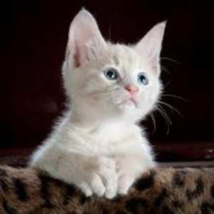Photo of salma