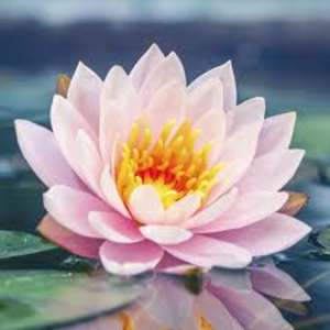 Photo of Lubna Firthouse