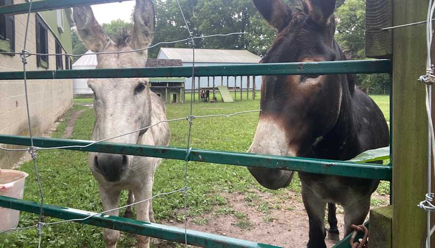 Mary-Anne Molzan's room