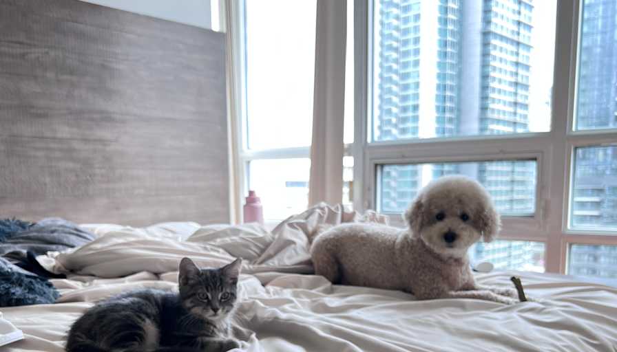 Photo of Marina Gerges's room