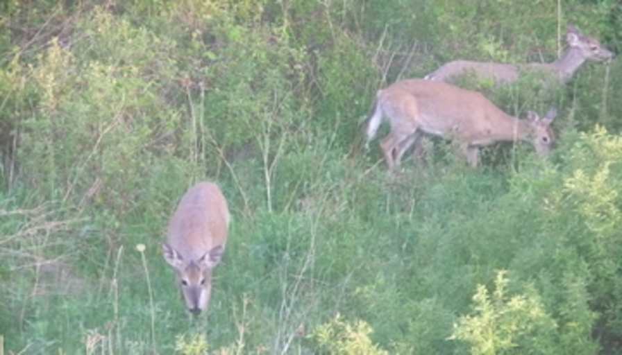 Photo of Marisela loncaric's room