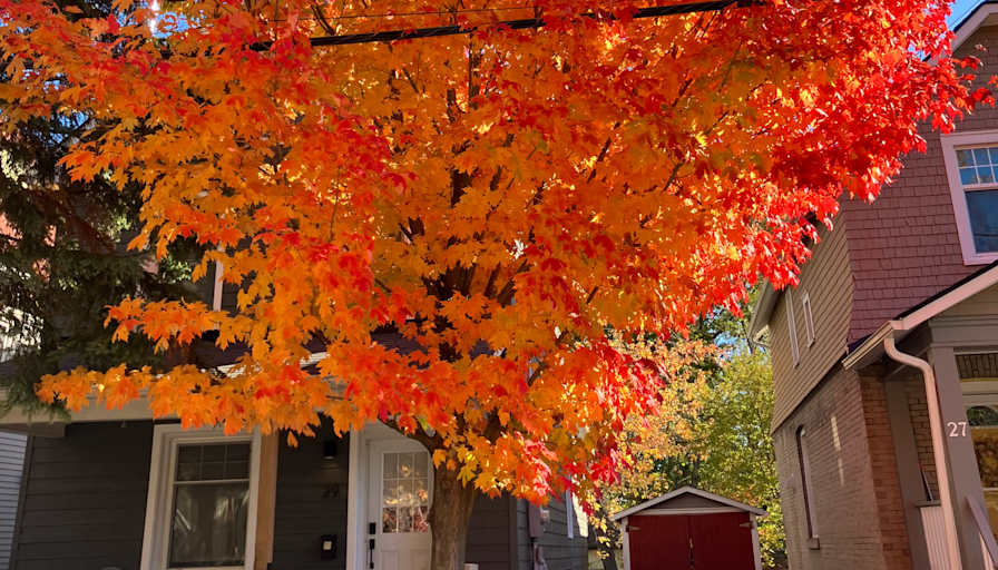 Priscilla Ferrazzi's room