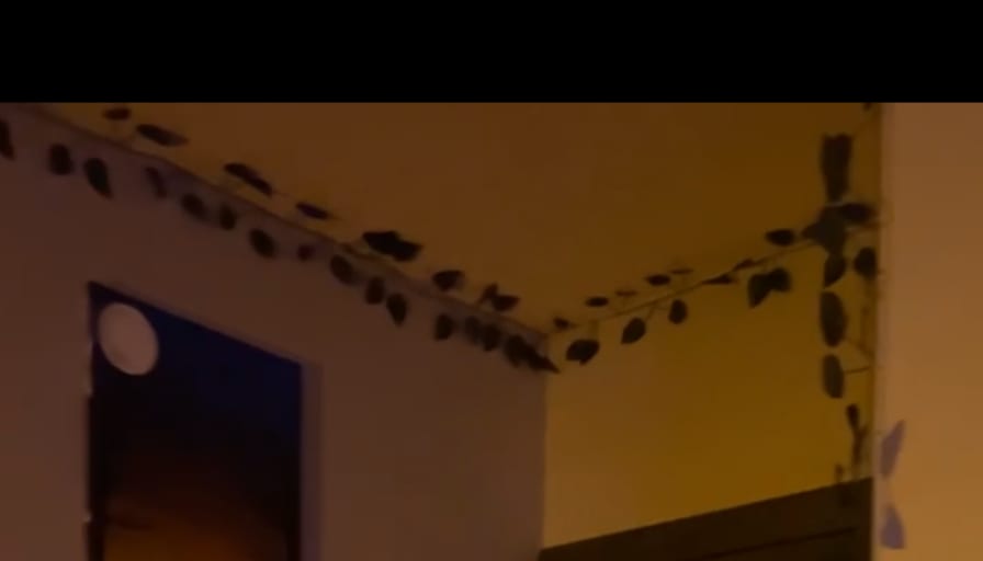 Danielle Custer's room