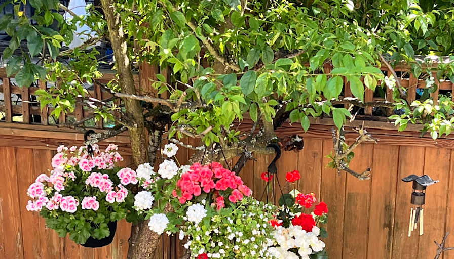 Photo of Basement Suite at Panorama Sullivan area in Surrey's room
