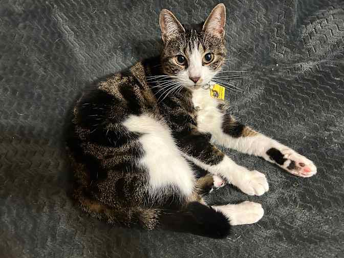 Private room to rent in share house Goldenrod Road,...