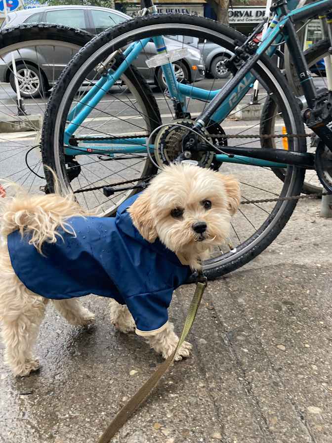 Photo of Brittany's room