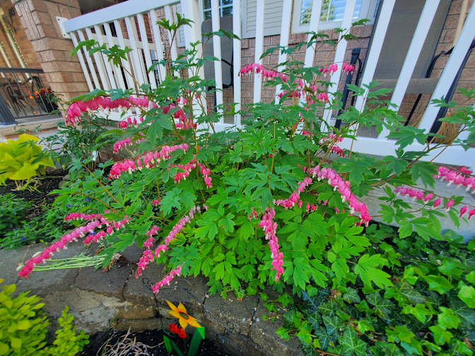 Rashika De Silva's room