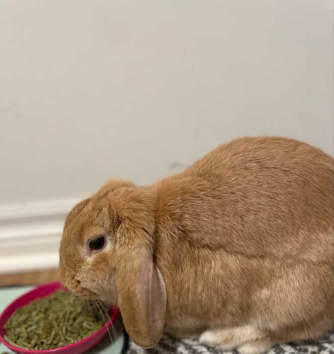 Emma Anderson's room