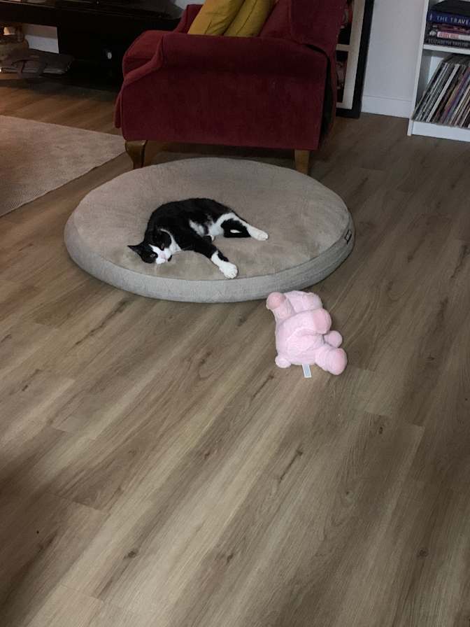 Photo of Jessica's room