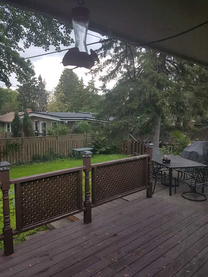 Photo of Furnished room near Mohawk College's room