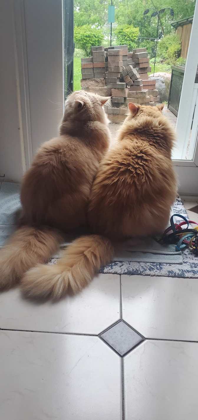 Aisha Comfortable Coliving's room