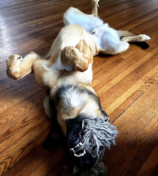 Alyanna Dhanji's room