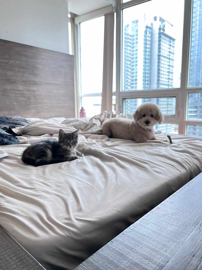 Photo of Marina Gerges's room