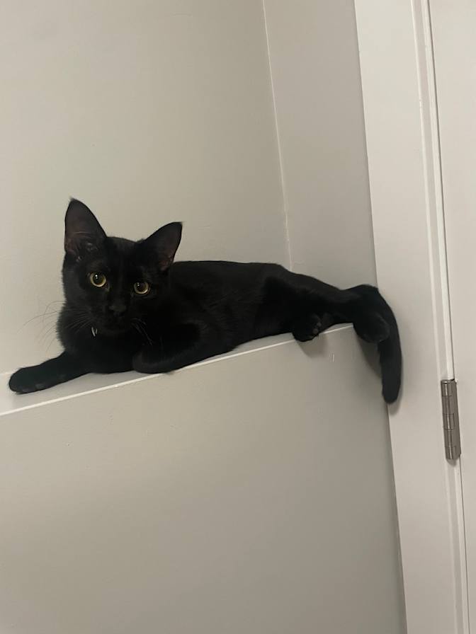 Daniela Jorge Pinheiro's room