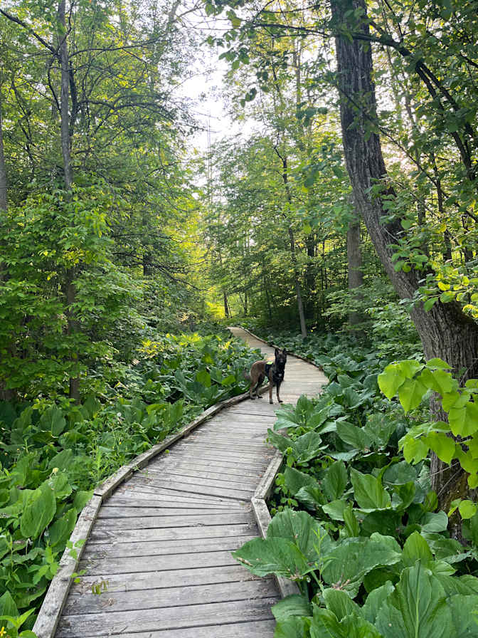 Hermann Widmer's room