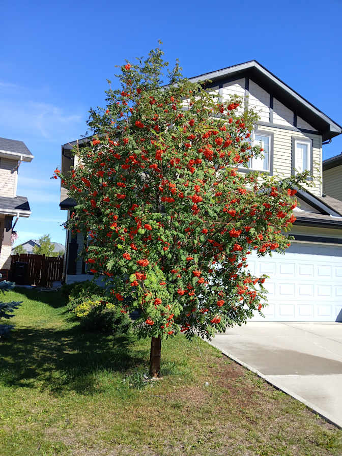 Nardito estayo's room