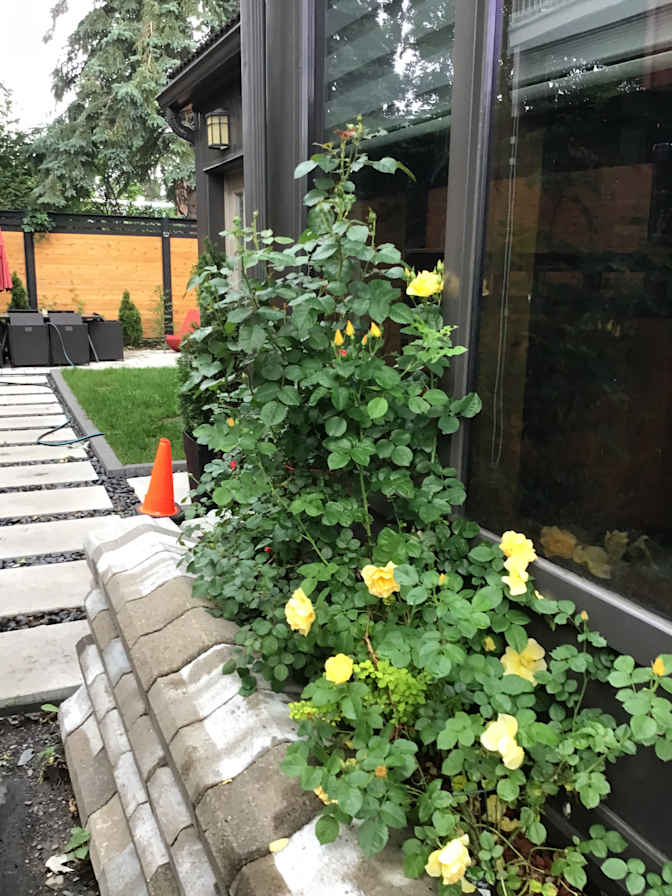 ofelya tevonian's room