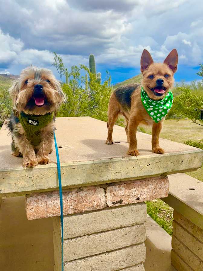 Shauna Collins's room