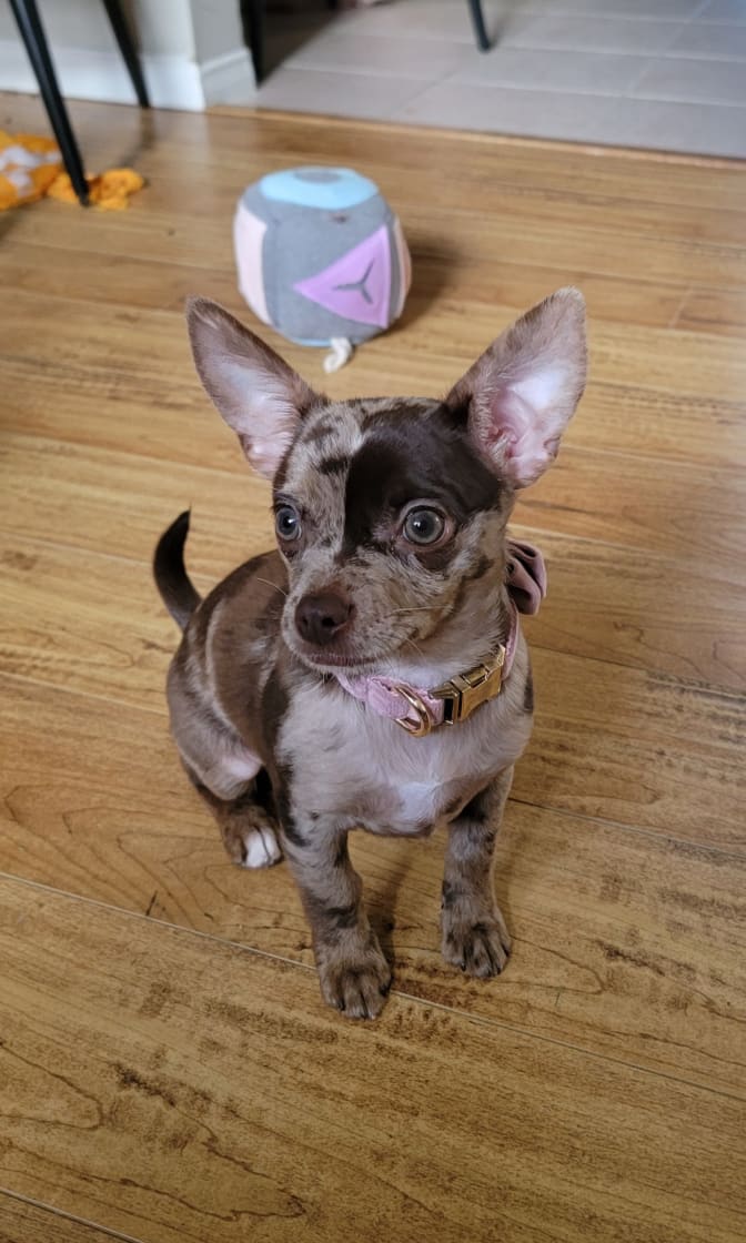 Photo of Veronica (she/they)'s room