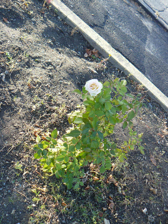 Miss Renee K. Taylor--Wants to help resolve an unconfirmed Crime-Incident--University Degree--Theatre Buff's room