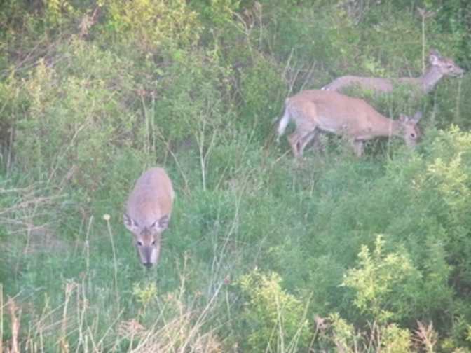 Photo of Marisela loncaric's room