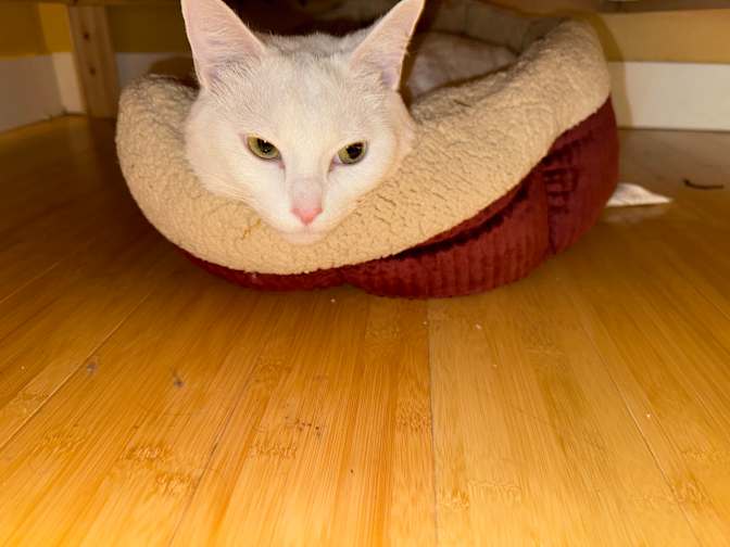 Photo of Joan's room