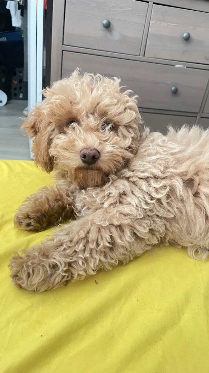 Marlino De La Cruz's room