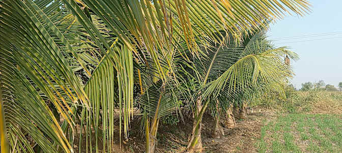 Photo of Basavaraj's room