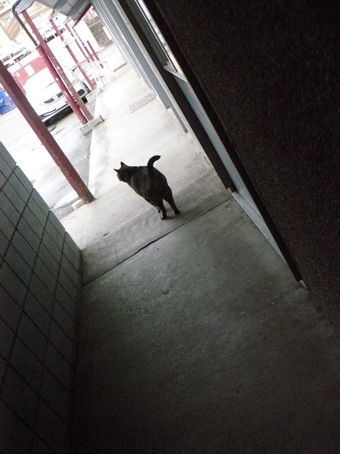 Miss Renee K. Taylor--Wants to help resolve an unconfirmed Crime-Incident--University Degree--Theatre Buff's room