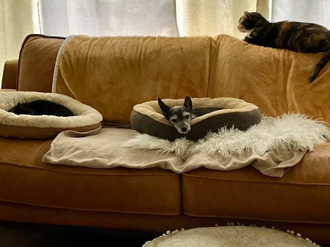 Rebecca Campbell's room