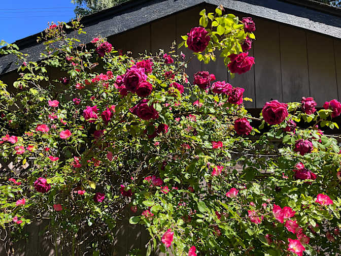 Photo of Joan's room