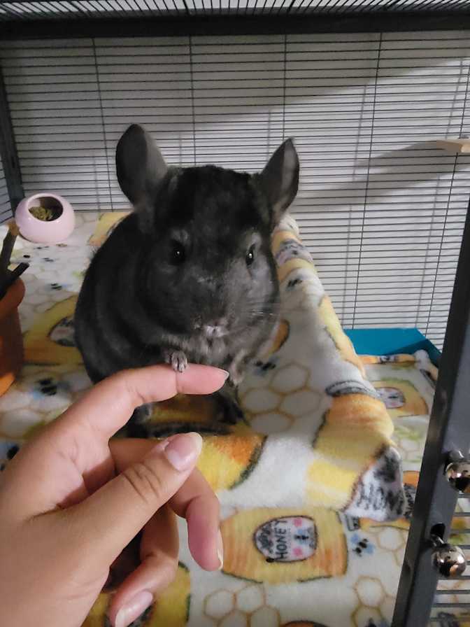 Photo of Veronica (she/they)'s room