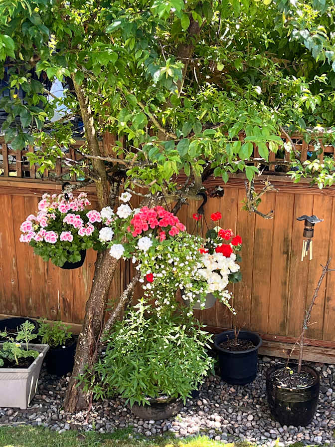 Photo of Basement Suite at Panorama Sullivan area in Surrey's room