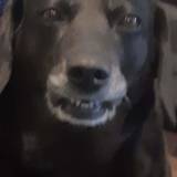 Photo of Angel lambie