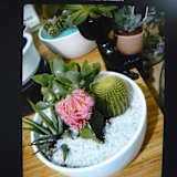 Miss Renee K. Taylor-BA-French